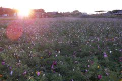 2015/10/25_夕暮れの蓮田駒崎コスモス畑