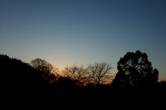 2014/03/22_夕暮れの木