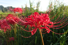 2015/09/22_彼岸花