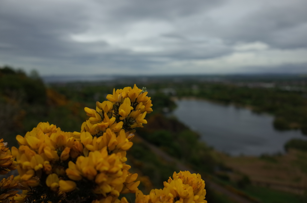 2016/05/20_クィーンズ・ドライブのハリエニシダ