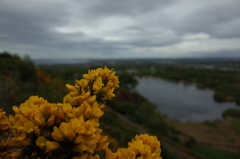 2016/05/20_クィーンズ・ドライブのハリエニシダ