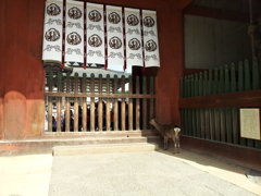 2016/10/18_東大寺 中門から中を覗き込む鹿