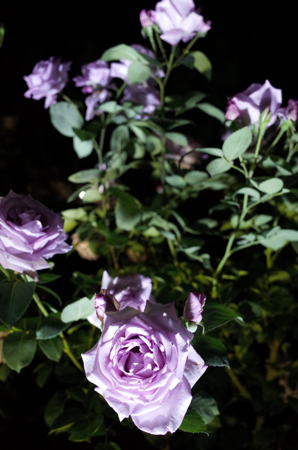 2015/05/17_夜の伊奈バラ園