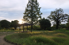 2014/06/29_夕暮れの伊奈町制施行記念公園