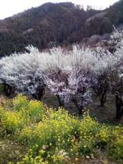 2019/03/09_外秩父山中の花々