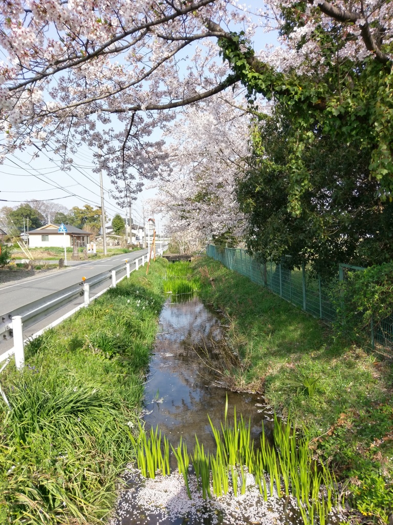 2018/04/01_小川と桜