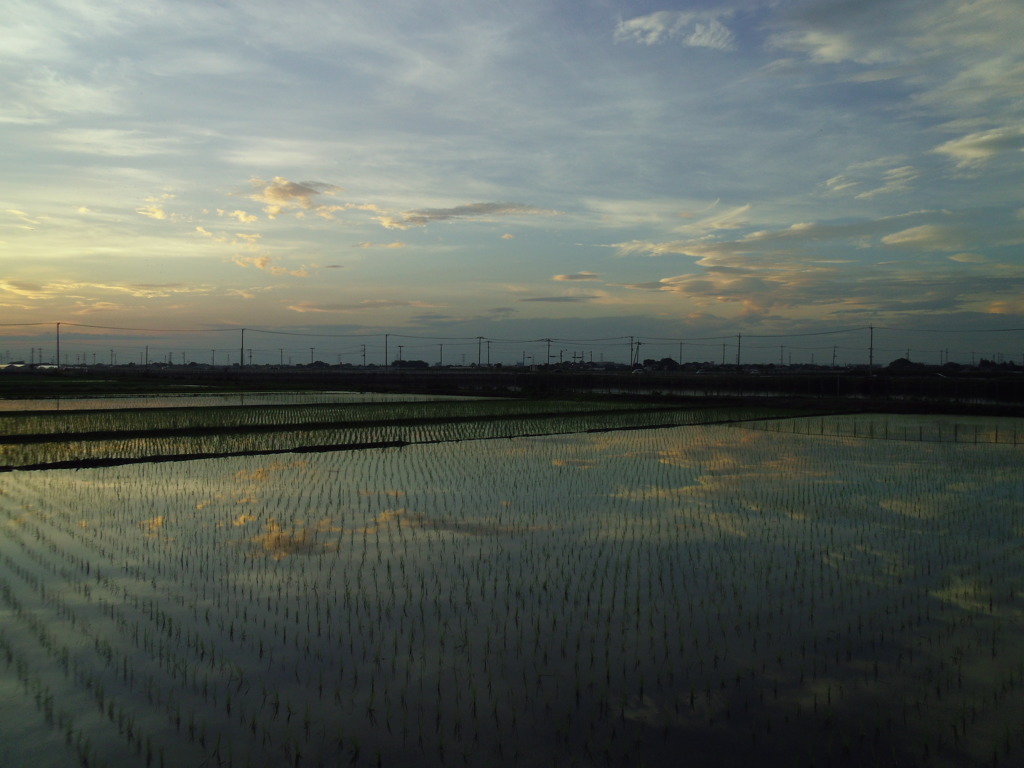 2017/07/02_水田の夕暮れ