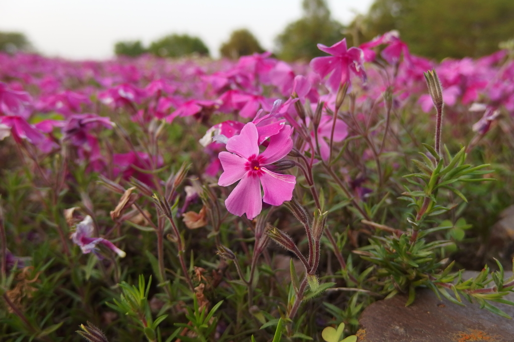 2015/04/25_花の丘農林公苑の芝桜