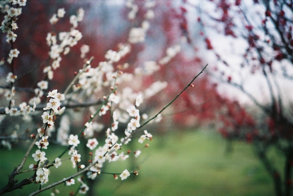 2016/02/28_花の丘農林公苑の紅白梅