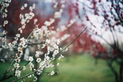 2016/02/28_花の丘農林公苑の紅白梅