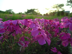 2017/04/30_花の丘農林公苑の夕暮れ芝桜