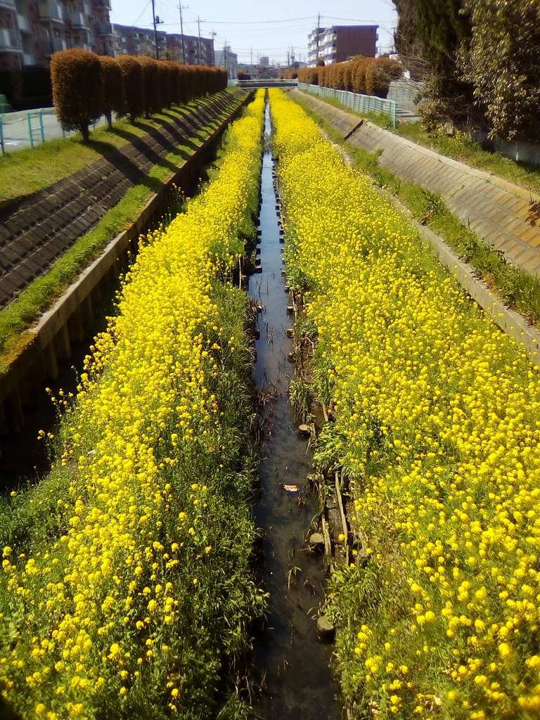 2019/04/06_芝川の菜の花
