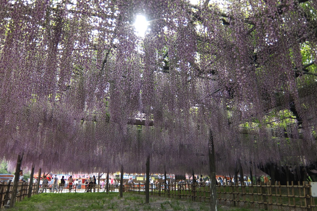 2015/05/03_玉敷公園の藤