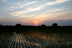 2015/05/24_水田の夕暮れ