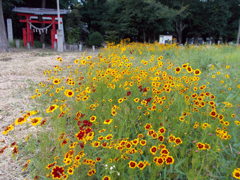 2017/06/11_神社の前の花