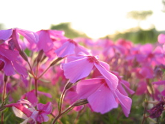 2017/04/30_花の丘農林公苑の夕暮れ芝桜