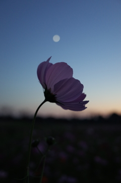 2015/10/18_蓮田駒崎の夕暮れコスモス