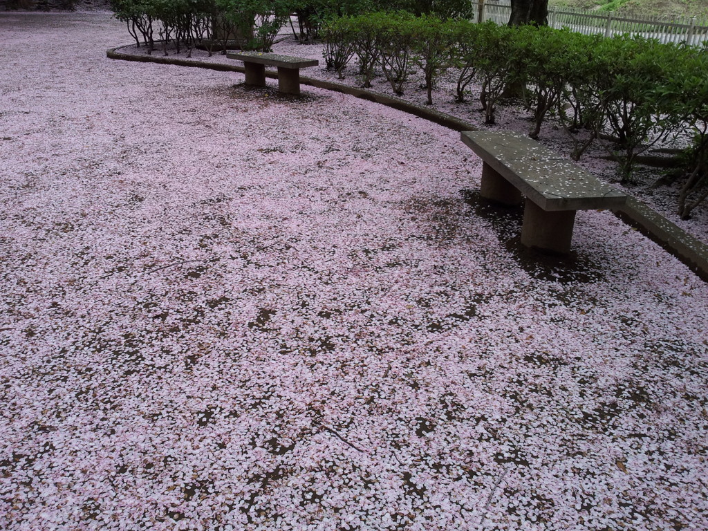 2016/04/10_氷川児童公園の桜