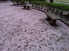 2016/04/10_氷川児童公園の桜