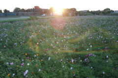 2015/10/25_夕暮れの蓮田駒崎コスモス畑