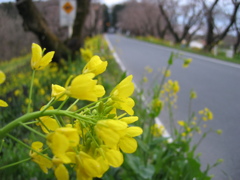 2016/03/27_城ヶ谷堤の菜の花