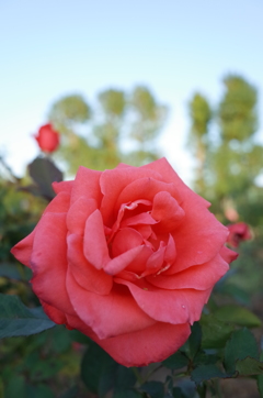 2015/10/18_伊奈バラ園の薔薇