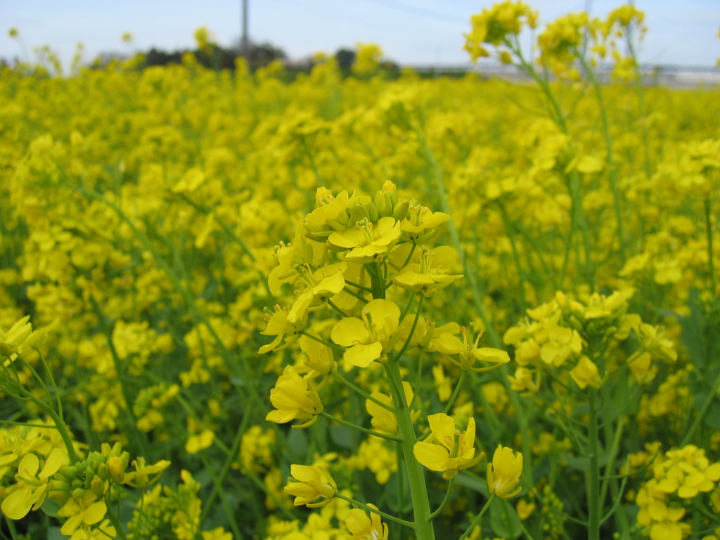 2016/04/03_菜の花畑