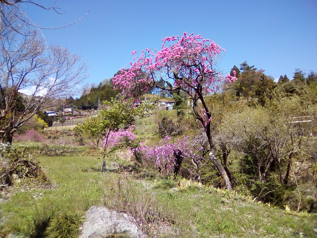 2018/04/08_花桃の郷