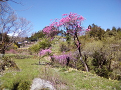 2018/04/08_花桃の郷