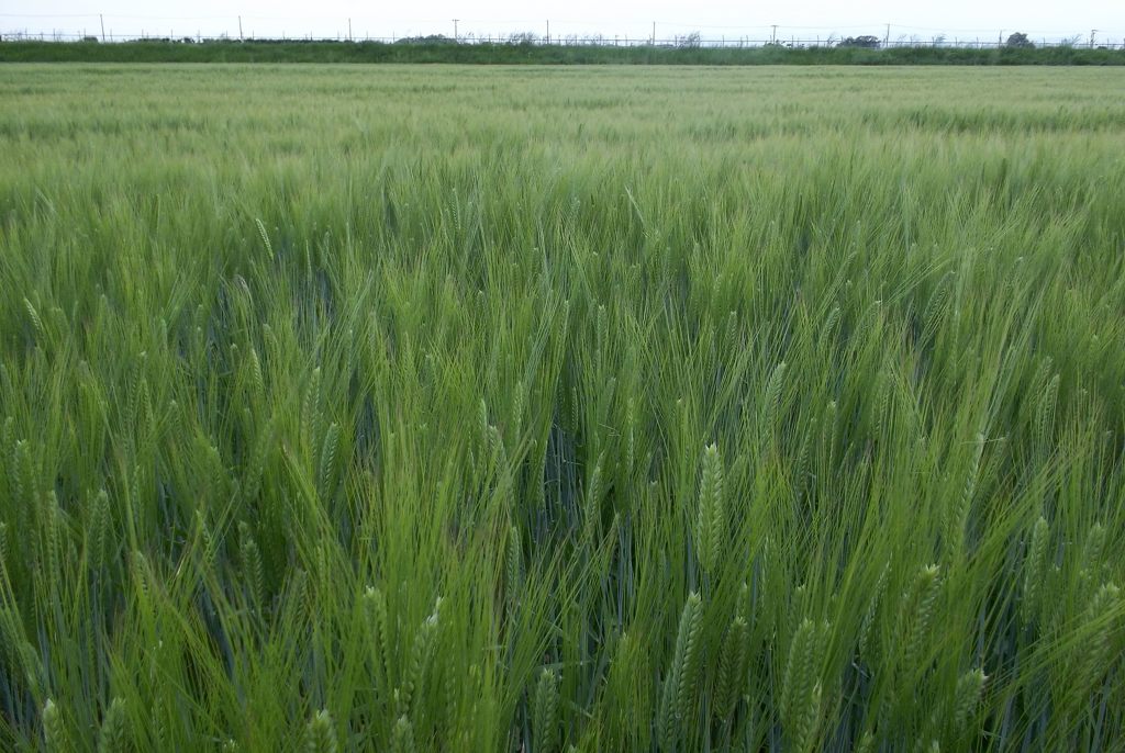 2015/05/03_麦畑