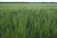 2015/05/03_麦畑