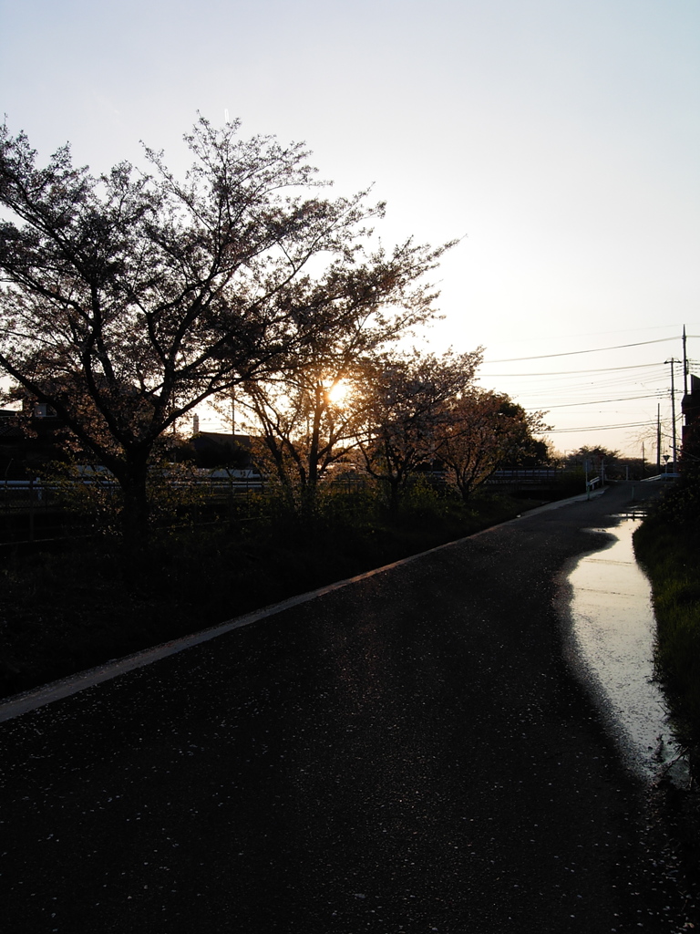 2017/04/15_夕暮れ桜と水溜まり