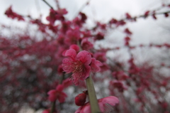 2016/02/28_花の丘農林公苑の枝垂れ梅