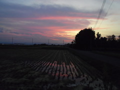 2017/09/24_水田の夕暮れ