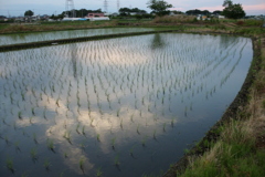 2016/06/11_水田の夕暮れ