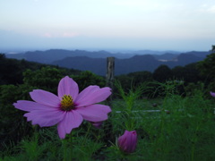 2017/09/10_彩の国ふれあい牧場のコスモスと外秩父の山並み