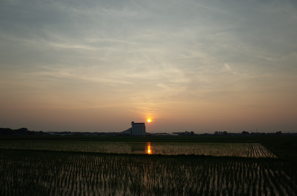 2015/07/12_水田の夕暮れ