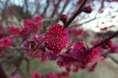 2016/02/14_花の丘農林公苑の紅梅