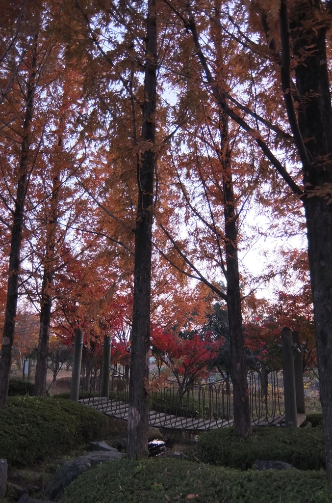 2014/11/22_見沼元圦公園