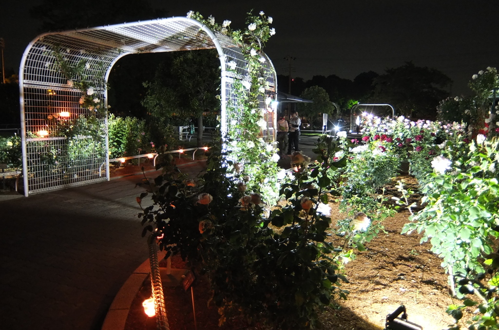 2014/05/18_夜の伊奈バラ園