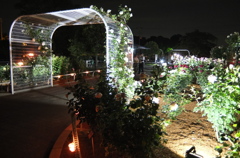 2014/05/18_夜の伊奈バラ園