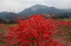 2015/09/21_寺坂棚田の彼岸花と武甲山