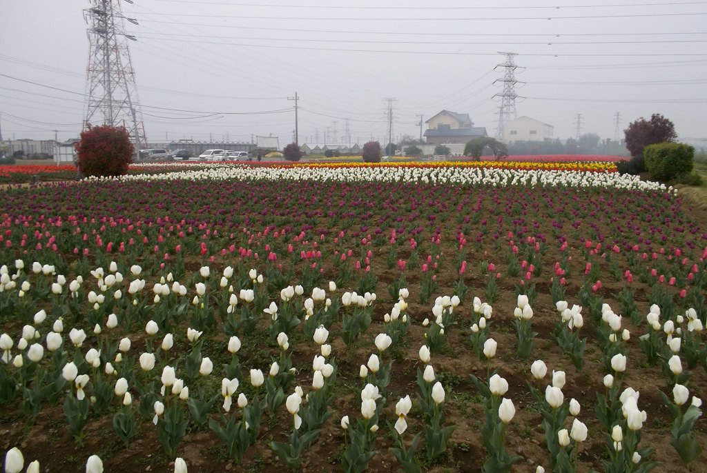 2016/04/10_花のオアシス