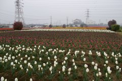 2016/04/10_花のオアシス