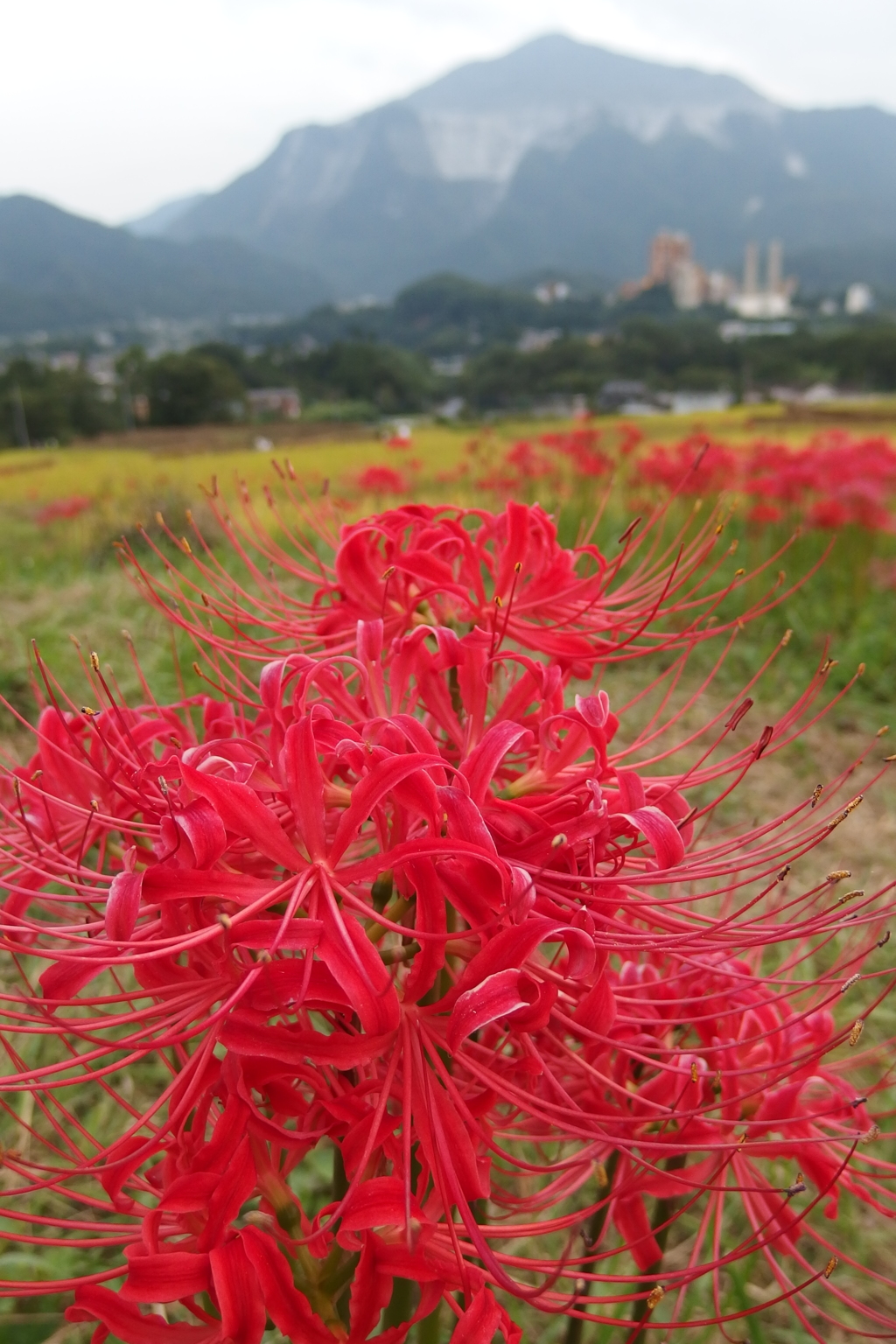 2015/09/21_寺坂棚田の彼岸花と武甲山