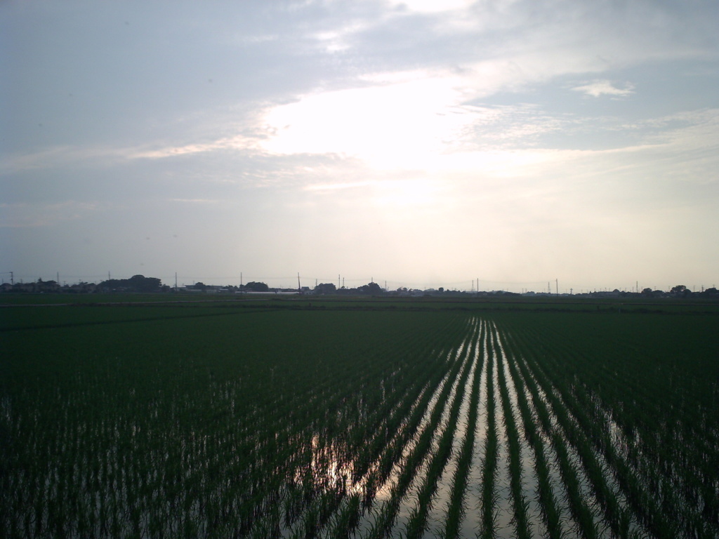 2015/07/05_水田に曇天