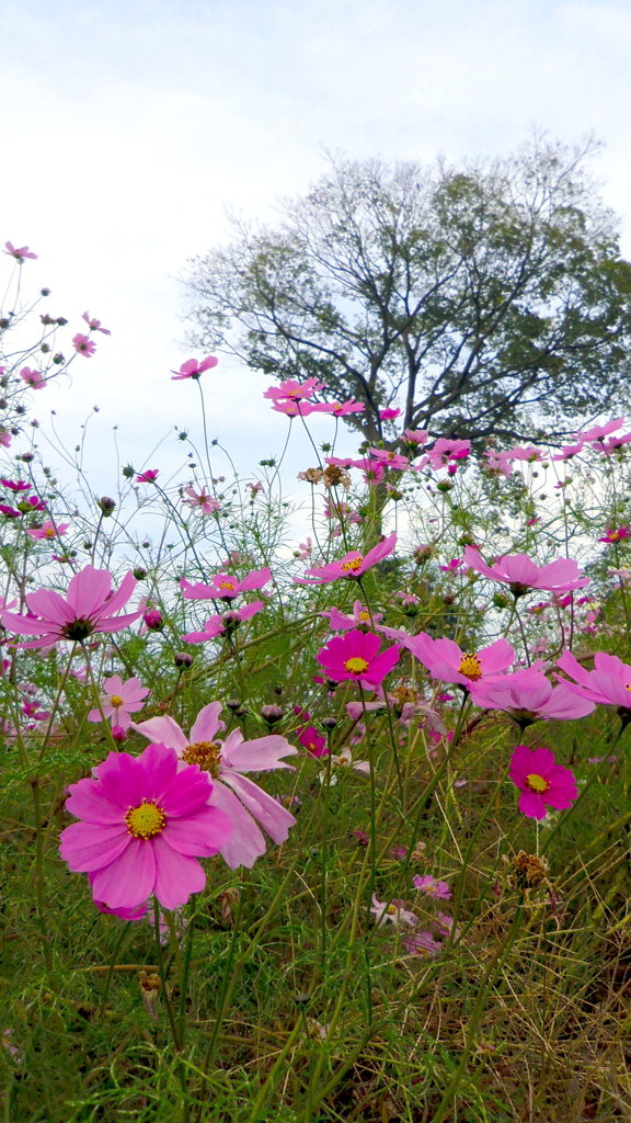 2013/11/03_コスモス