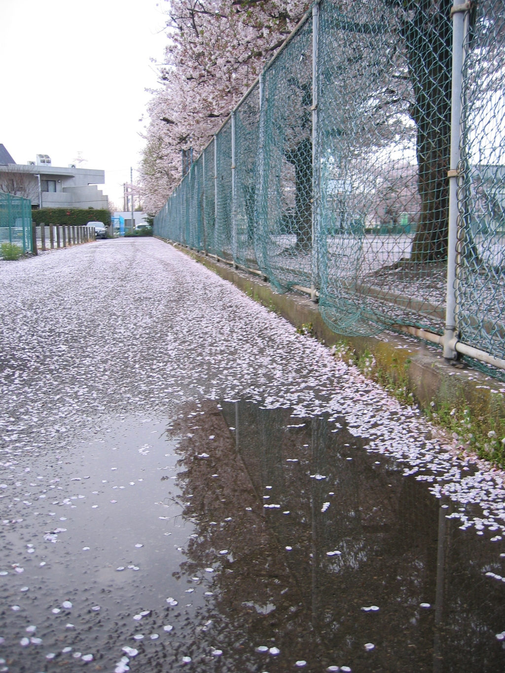 2017/04/09_水溜まりに曇天の桜