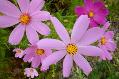 2014/09/27_コスモス