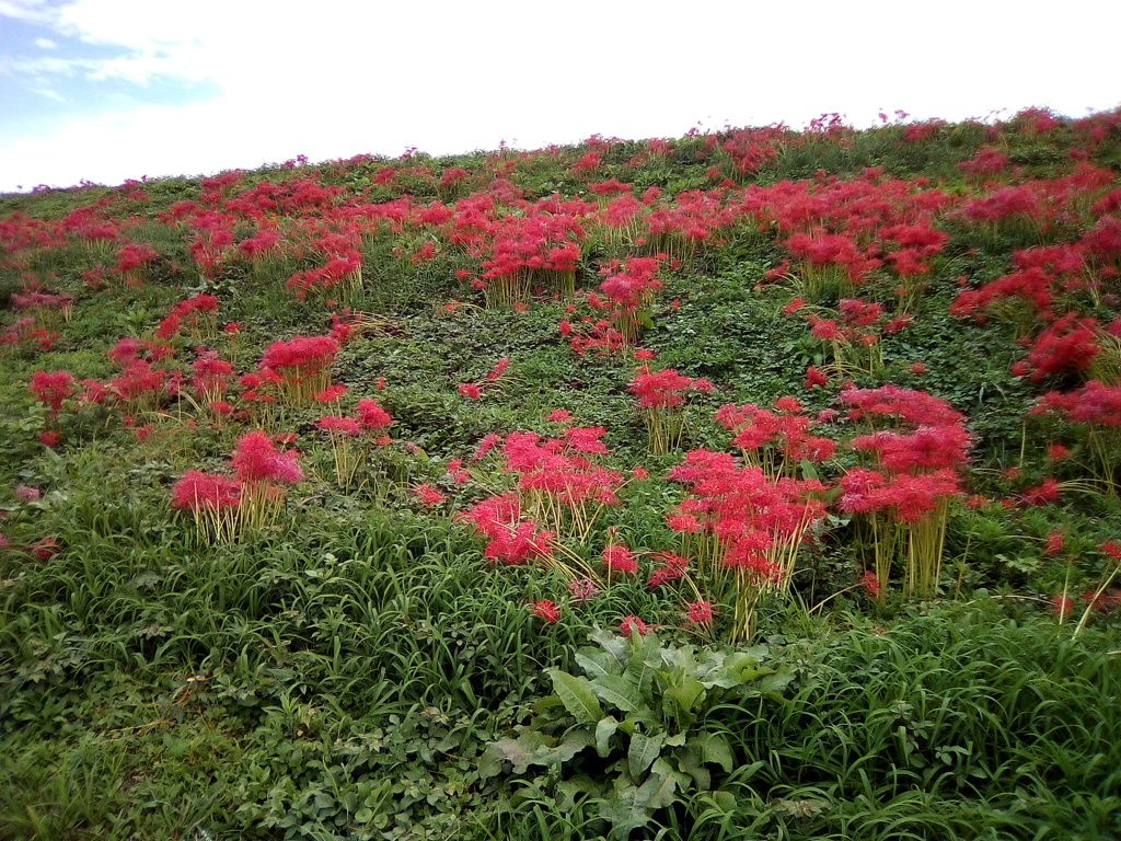 2018/09/22_越辺川土手の彼岸花